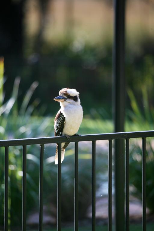 Port Stephens Koala Sanctuary Hotel One Mile Exterior photo